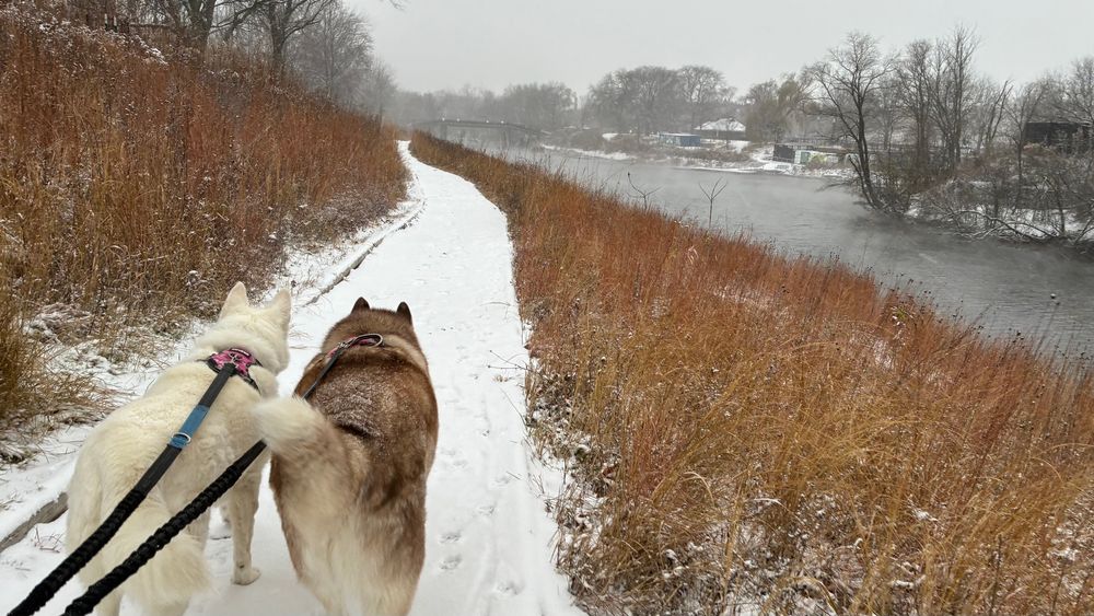 Two huskies jogging along a Chicago River trail. Light snow blowing. 