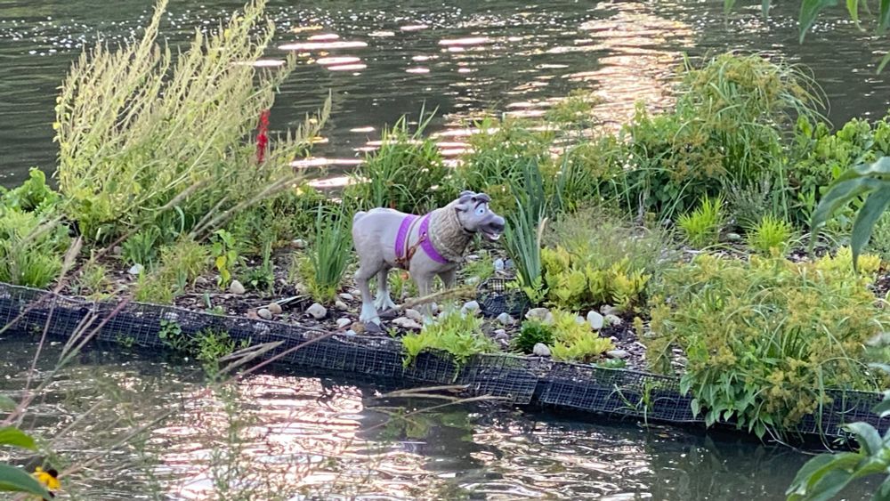 Close up shot of a dog-sized plastic reindeer (Sven?) on a floating wetland in the Chicago River. 
