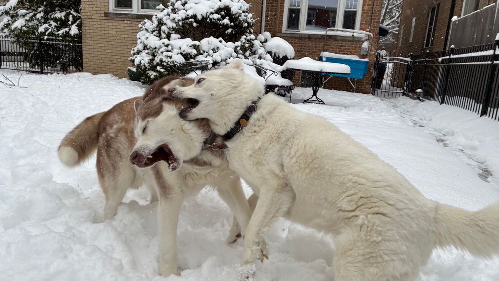 Two huskies play fighting in a snowy Chicago yard. 