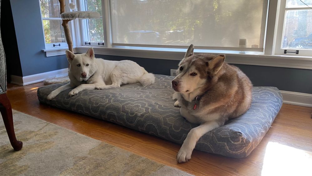 Two huskies laying on a double-sized dog bed in front of a large window with shade down. 