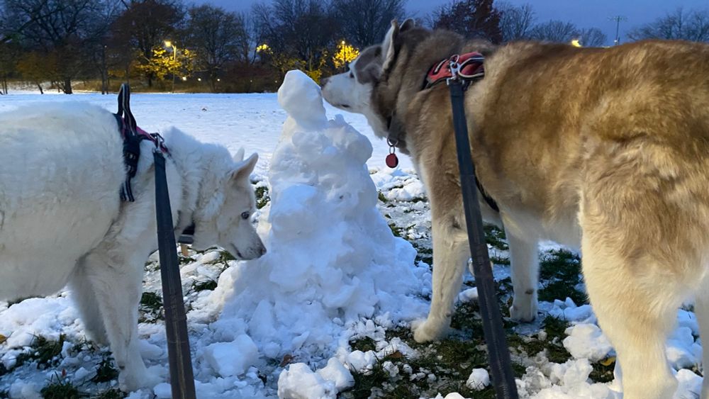 Teo huskies sniff at a small snowman in a Chicago park. 