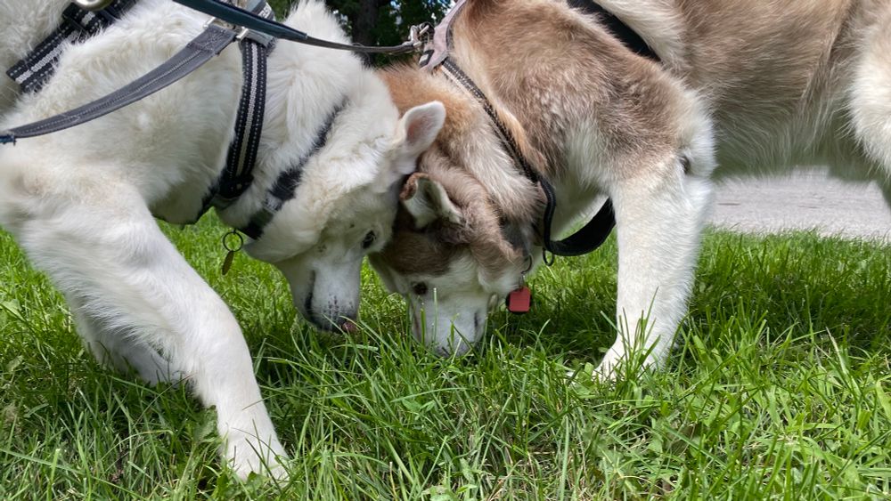 Two huskies sniffing grass