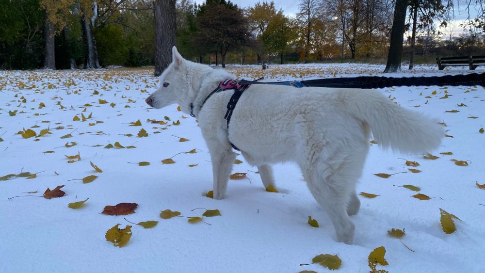 Husky standing in the snow, waiting to run. Chicago, IL, USA. 