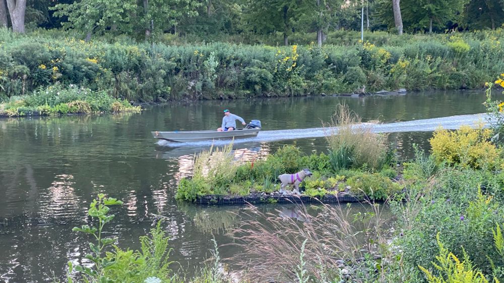 Dog-sized plastic reindeer (Sven?) on a floating wetland in the Chicago River. A man drives by in a metal, single-motor boat. 