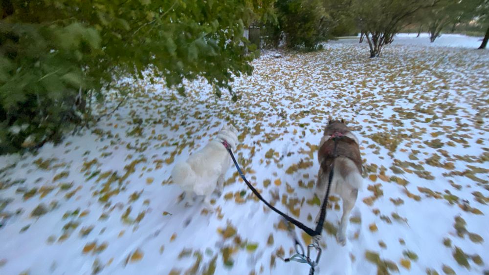 Two huskies running on a leash in a light snow cover. Chicago, IL, USA. 