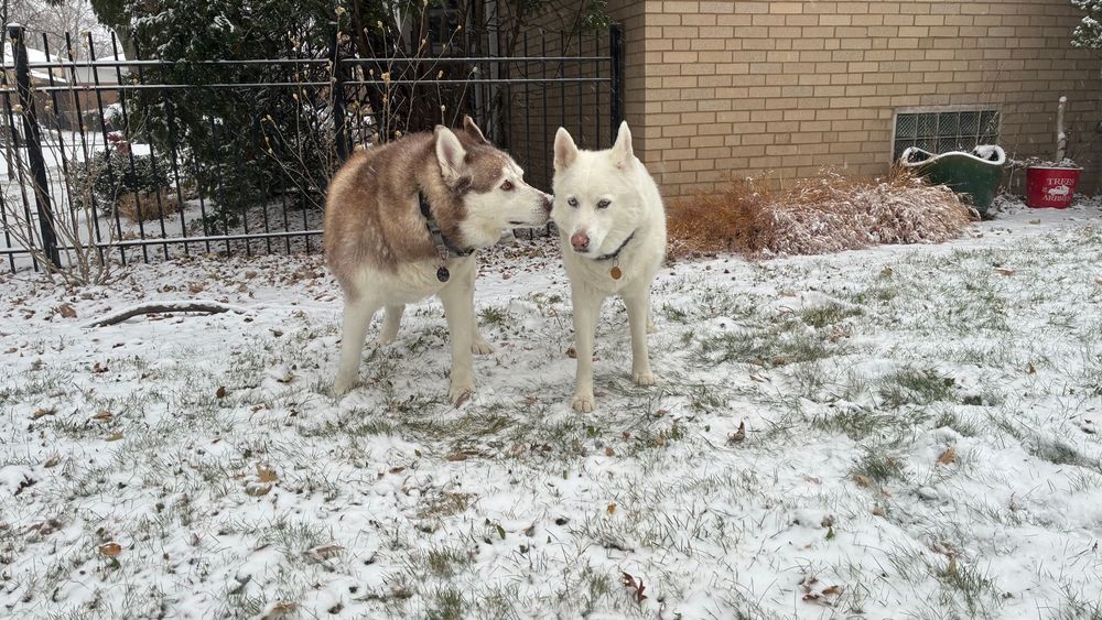 Two huskies standing in the snow. One is sniffing the other’s face. 