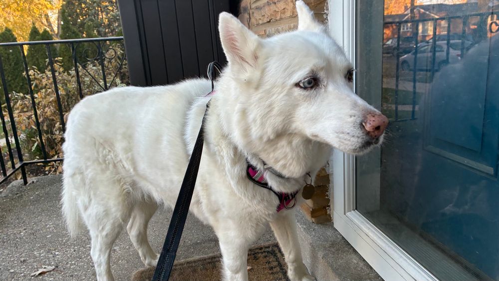 White husky waiting at the front door, not very patiently. 