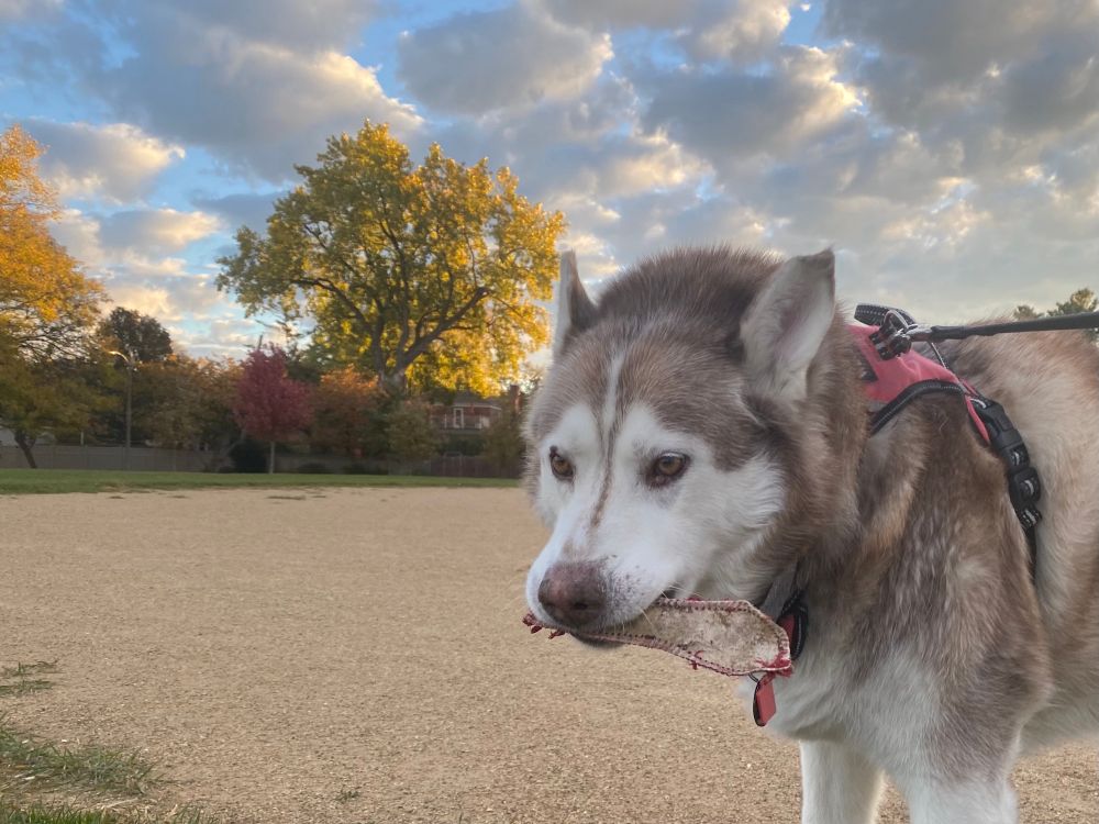 Husky carrying the leather outer covering of a baseball. Dog is standing in a park baseball infield. Blue sky, yellow autumn trees, and fluffy, white clouds. Chicago, IL, USA. 