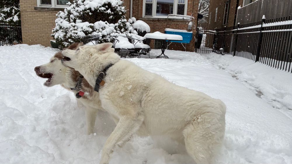 Two huskies play fighting in a snowy Chicago yard. 