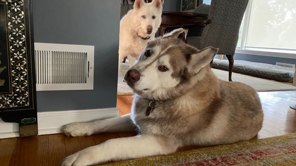 Husky laying with his face by an air conditioner vent. Another husky photobombing behind him. 