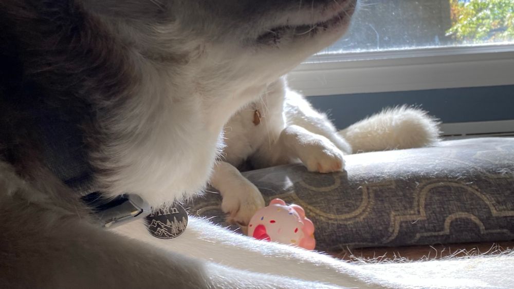 Husky stretching photo bomb