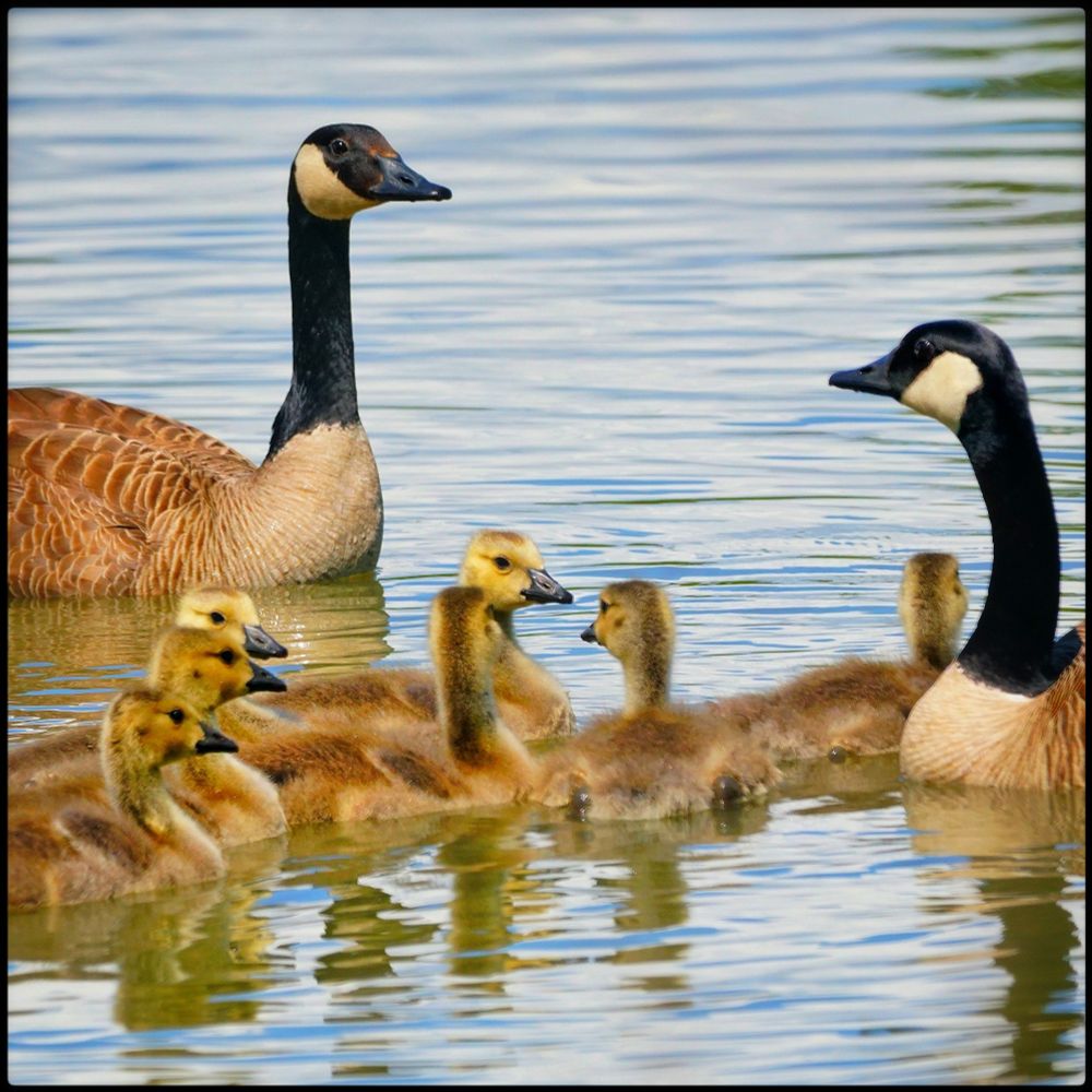 Two Canada Geese parents and their 7 cute goslings in the wetlands waters in the Pacific Northwest wilderness pnw nature 