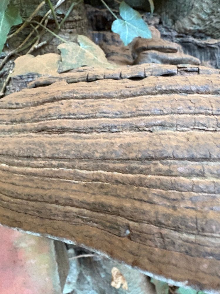 Close up of the tightly packed yet distinct layers