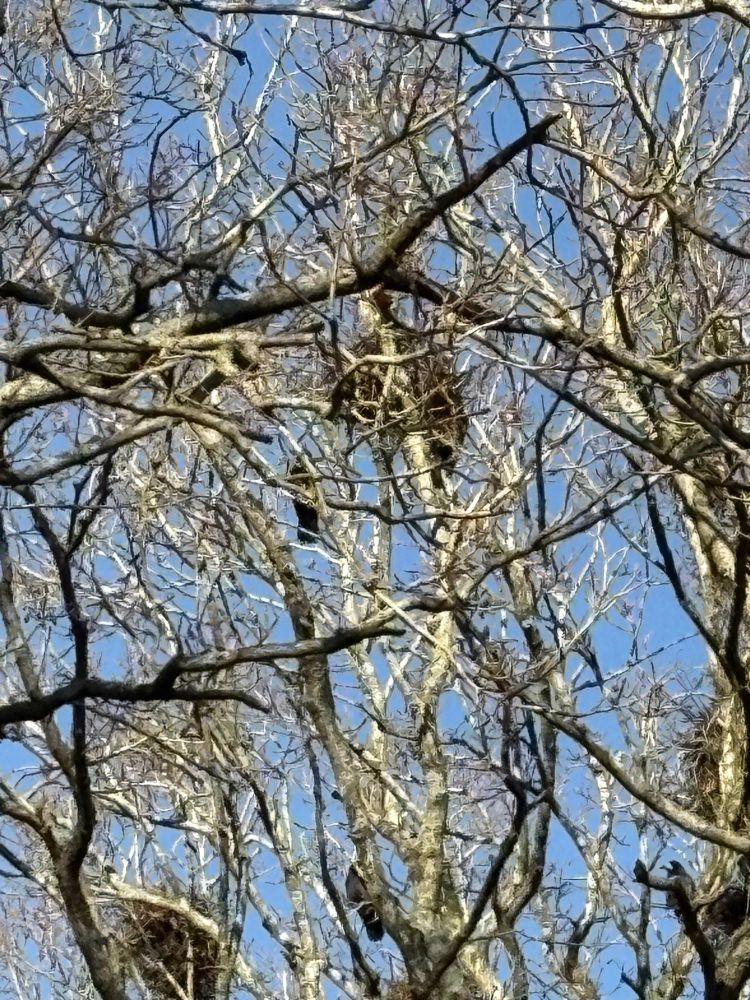 Sunlit zoomed in view of crows building nests