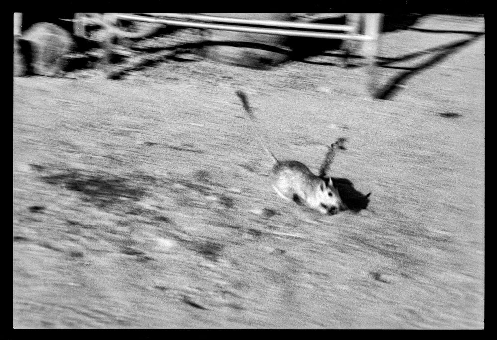 Icm image of a small rodent with a tufted tail running past me to escape to its tunnel. 
