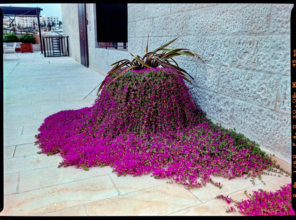 An overflowing pot of what I think are bougainvillea. 