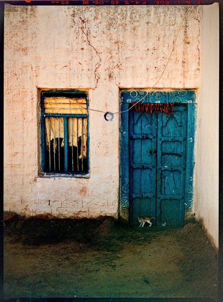 A blue door, in shade, with a tiny kitten standing in front of it. 