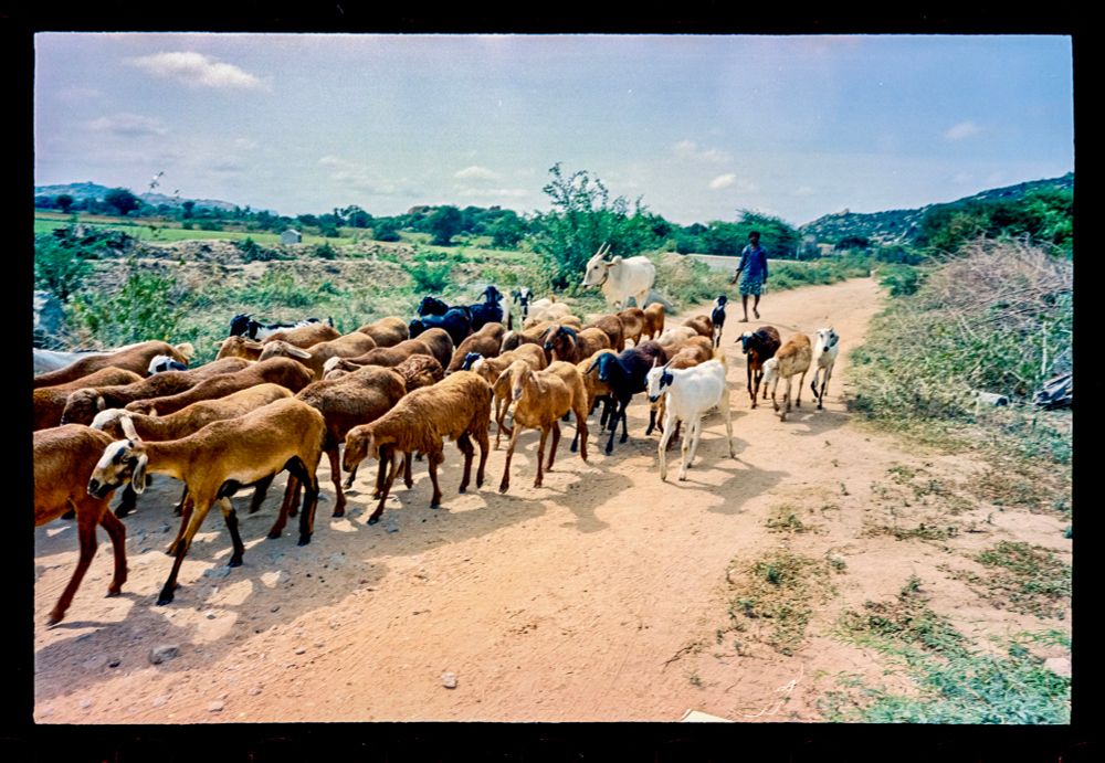 A herd of goats walks past on a dirt road. 