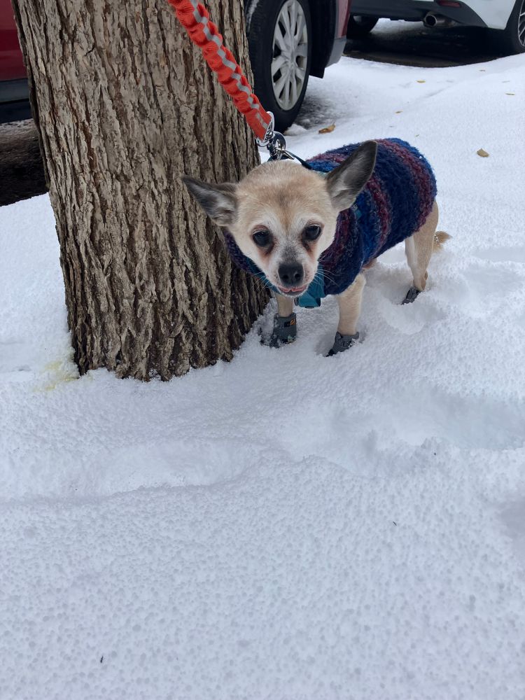 Photo of a chihuahua standing in the snow with a sweater and boots on