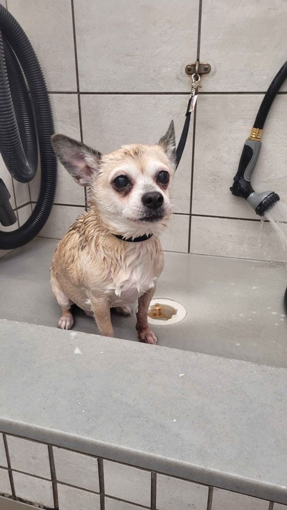 Picture of the same chihuahua in the bath but now he’s wet