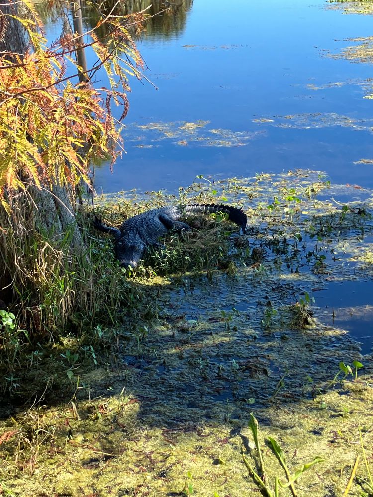 Photo of a gator laying down with one leg sticking up