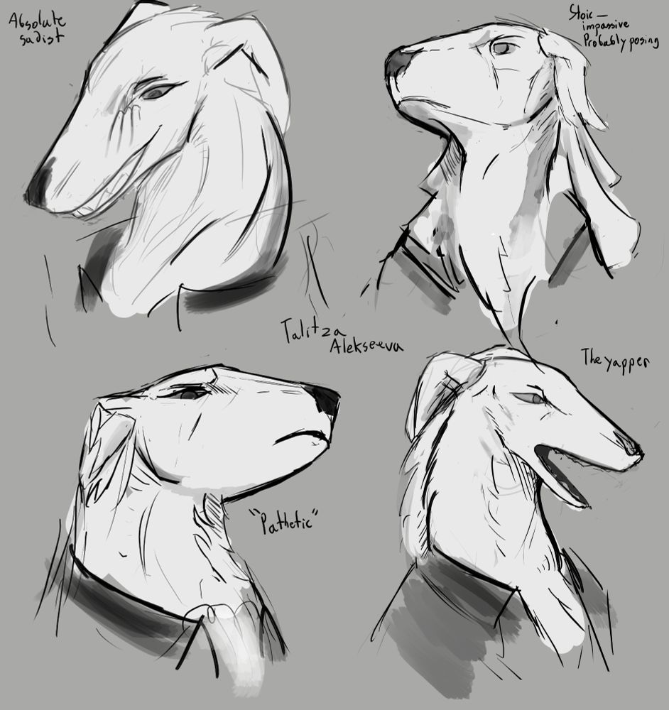 A series of practice sketches of a borzoi named Talitza Alekseeva