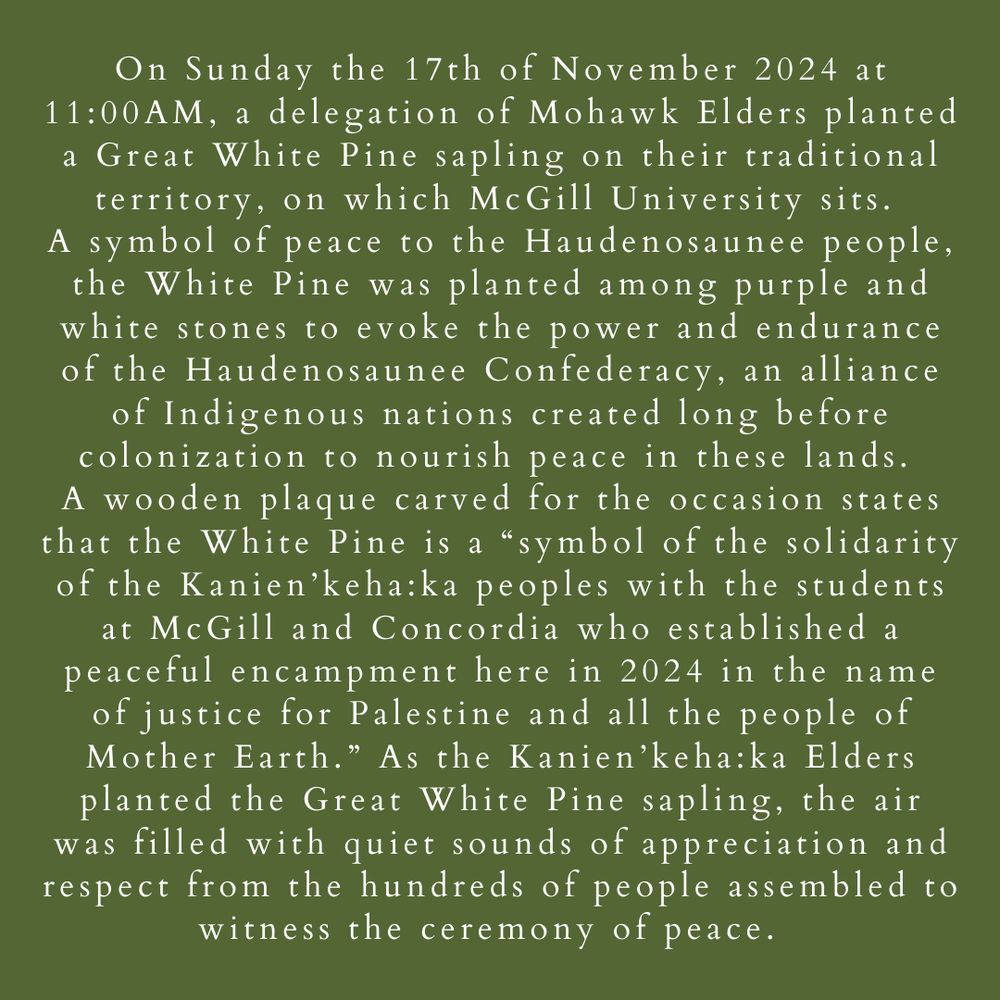 2 of 7 Slide description - khaki green background with white text that reads: On Sunday the 17th of November 2024 at 11:00 AM, a delegation of Mohawk Elders planted a Great White Pine sapling on their traditional territory, on which McGill University sits. A symbol of peace to the Haudenosaunee people, the White Pine was planted among purple and white stones to evoke the power and endurance of the Haudenosaunee Confederacy, an alliance of Indigenous nations created long before colonization to nourish peace in these lands.  A wooden plaque carved for the occasion states that the White Pine is a “symbol of the solidarity of the Kanien’keha:ka peoples with the students at McGill and Concordia who established a peaceful encampment here in 2024 in the name of justice for Palestine and all the people of Mother Earth.”  As the Kanien’keha:ka Elders planted the Great White Pine sapling, the air was filled with quiet sounds of appreciation and respect from the hundreds of people assembled to witness the ceremony of peace.  