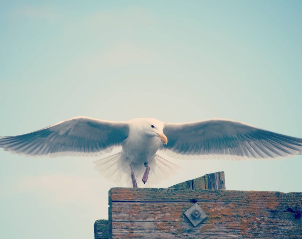 Seagull landing on a wooden railing 