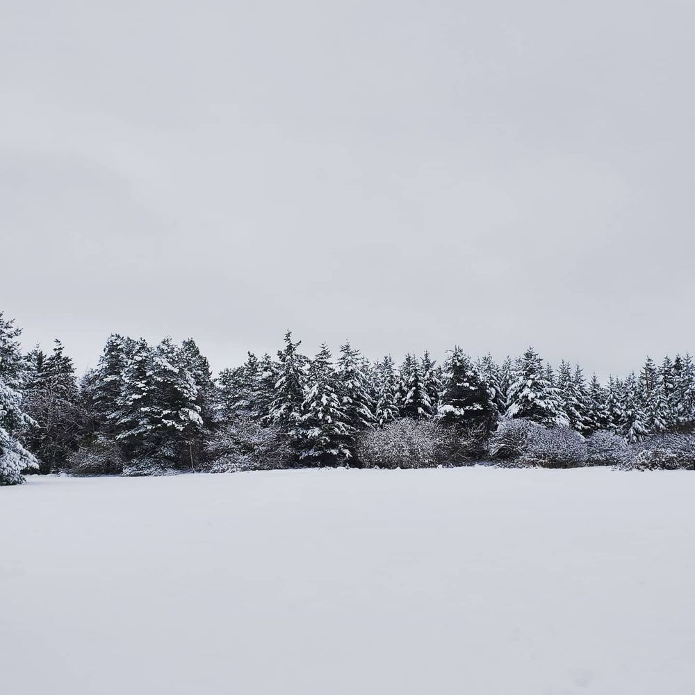 White sky with field covered in snow and a line of snow capped trees