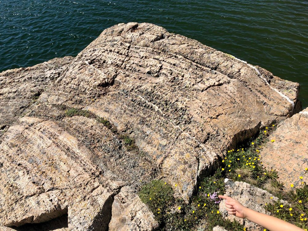 Stromatolite 