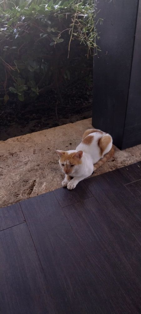 Gatete blanco y naranja dormitando en el suelo del.restaurante en el que comí hoy. Estaba súper agusto a la sombra, escuchando el murmullo de la gente hablando.