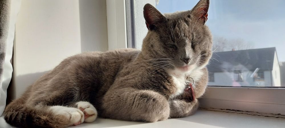 Liath dormitando al sol invernal mientras me hace compañía. 