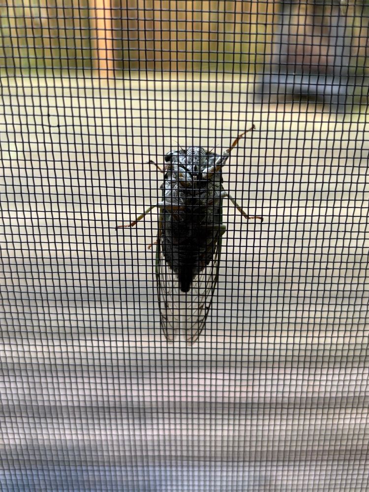 Cicada on a screen door.