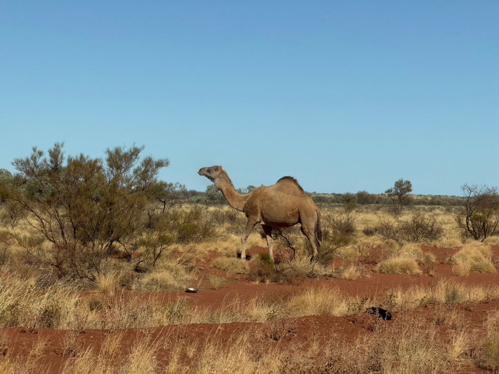 Un dromadaire parmi des spinifex. 