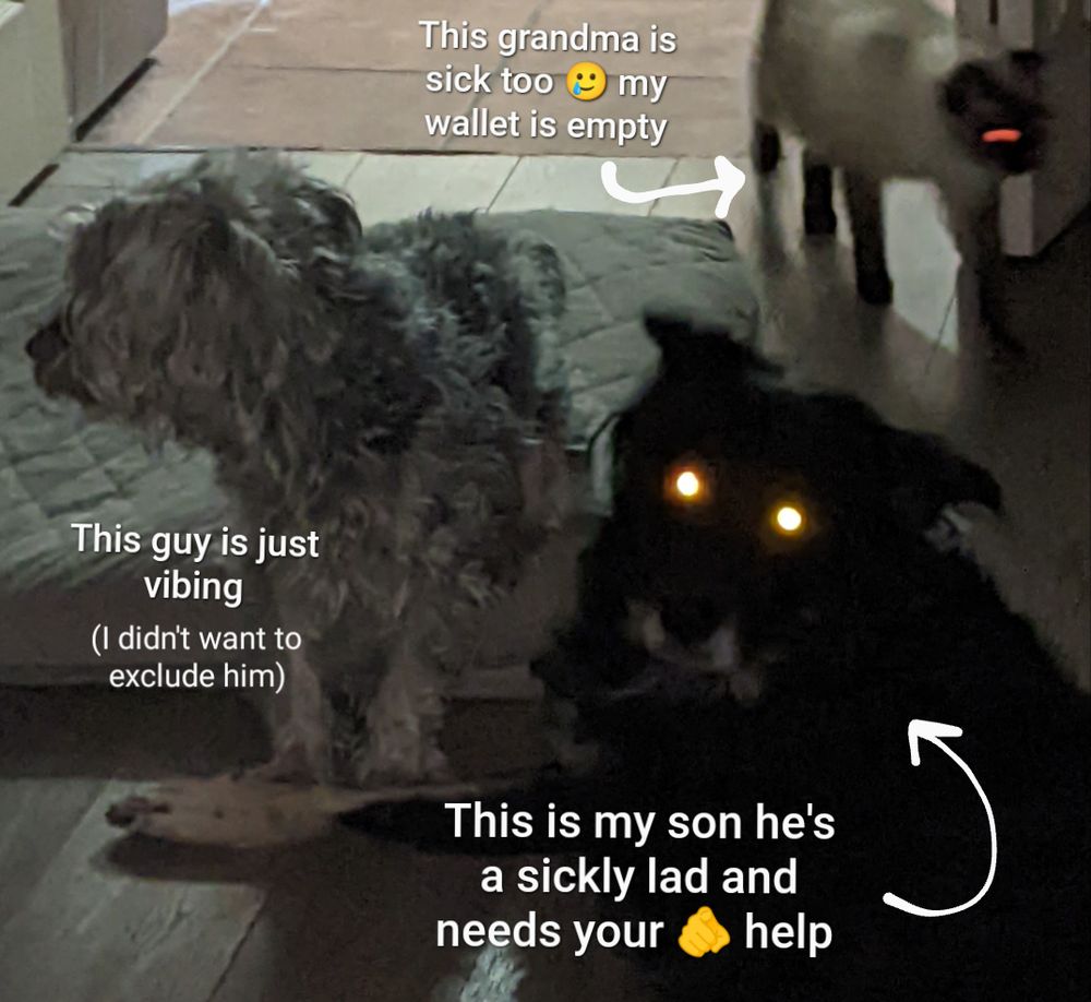 A photo of my pets: a cat and two dogs. The larger dog has a comment that reads "this is my son he's a sickly lad and needs your 🫵 help". The cat has a comment that reads "this grandma is sick too 🥲 my wallet is empty". The second, smaller dog has a comment that reads "this guy is just vibing (I didn't want to exclude him)".