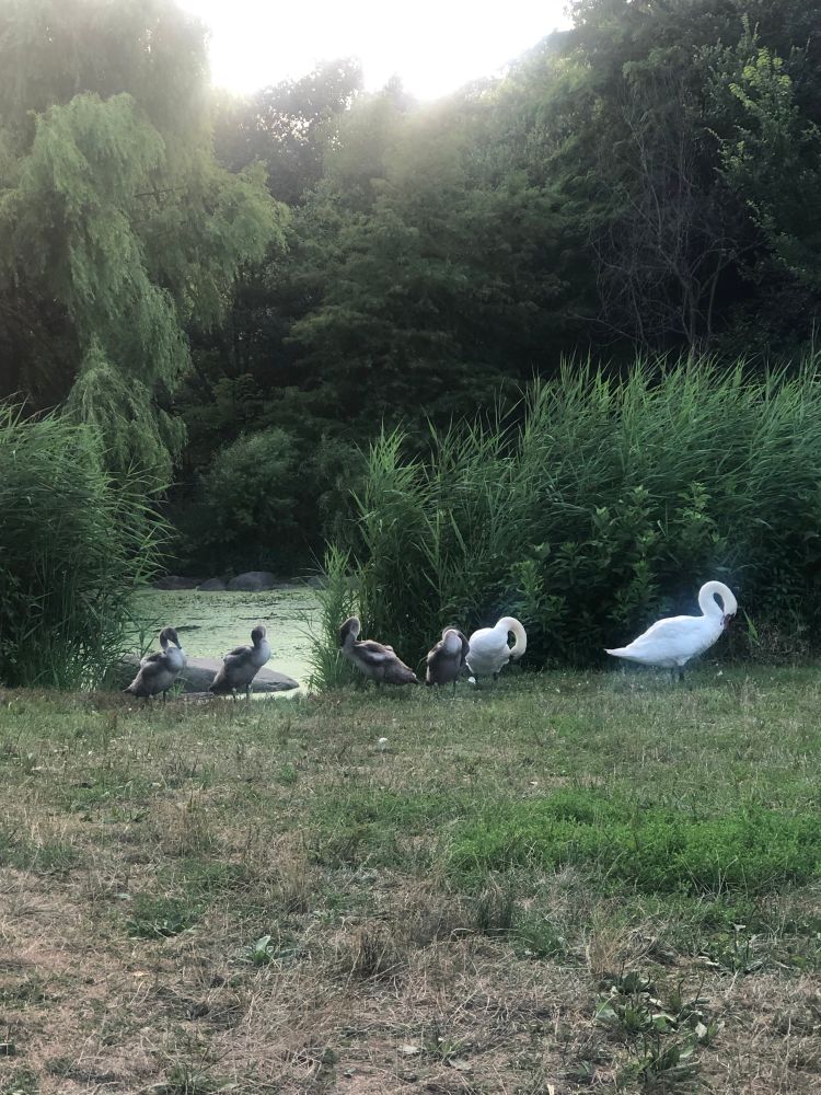 A swan family, with two adults with white feathers, and mature swan ducklings with gray feathers