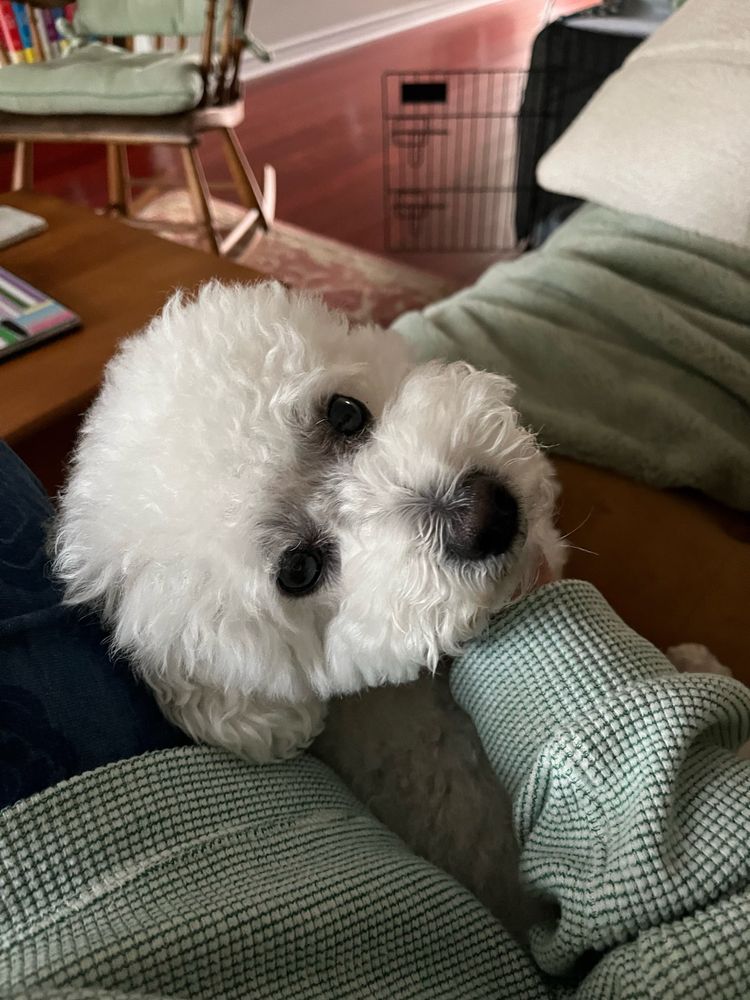A fluffy white Bichon Frise dog is looking up at the camera while being petted.