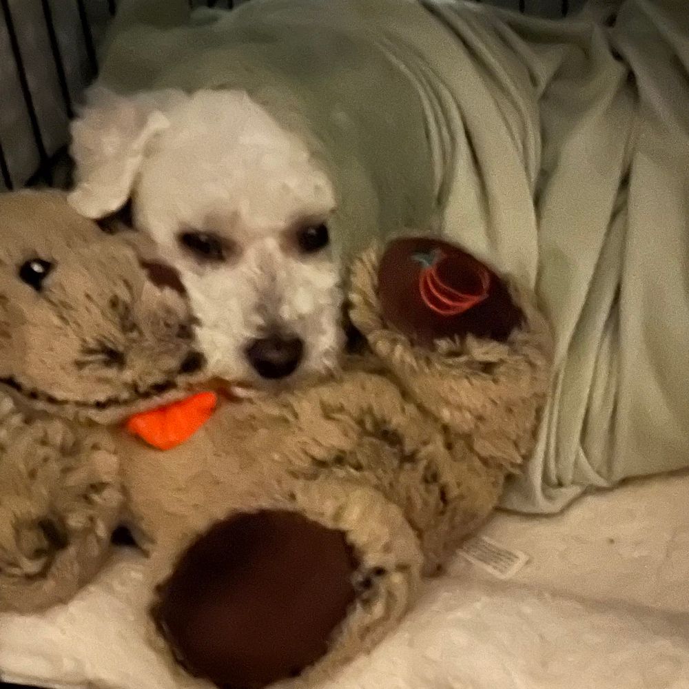Susanna’s little dog, Ziggy, a Bichon Frise, lies tightly wrapped in a cosy blanket and snuggled close to his stuffed toy rabbit.