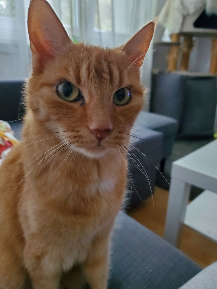 Roter Kater sitzt direkt neben mir auf dem Sofa und guckt böse