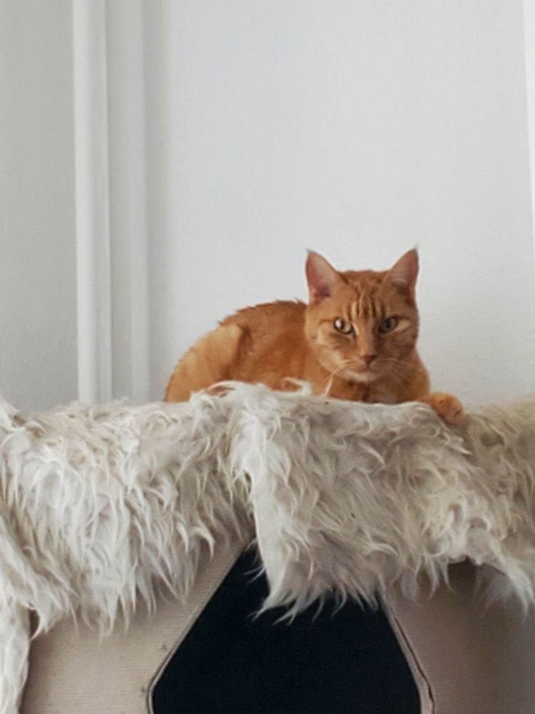 Roter Kater guckt böse von seinem Kratzbaum auf mich runter