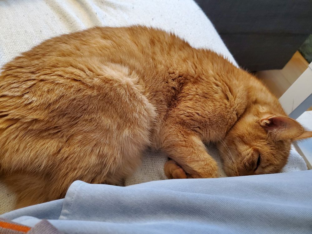 Roter Kater liegt mit geschlossenen Augrn neben mir auf den Sofa