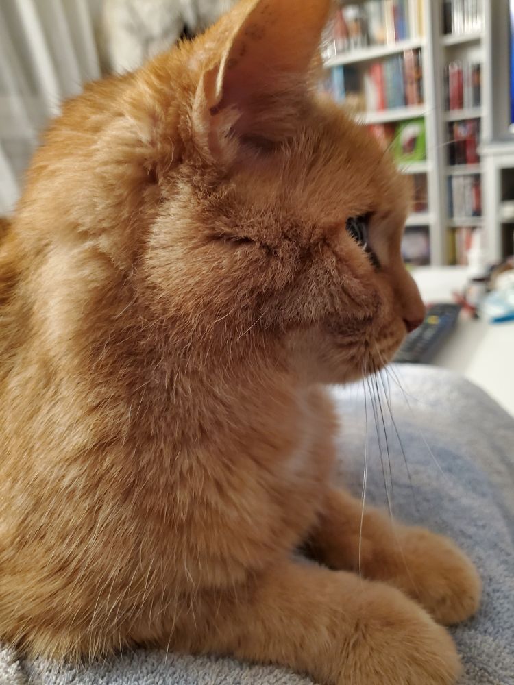 Roter Kater liegt auf meinem Schoß 