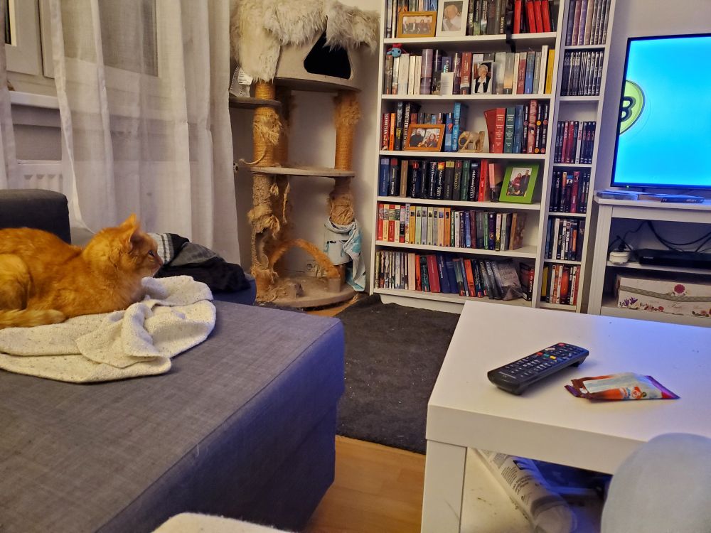 Roter Kater liegt auf dem Sofa und guckt Fußball