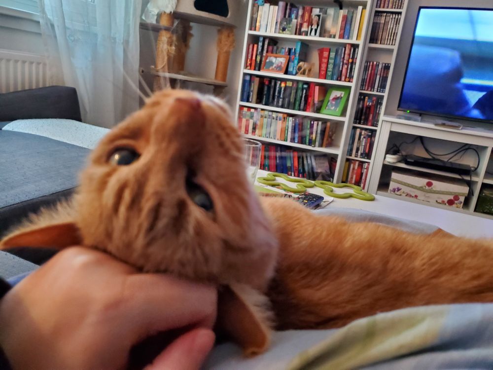 Roter Kater kuschelt mit meiner Hand