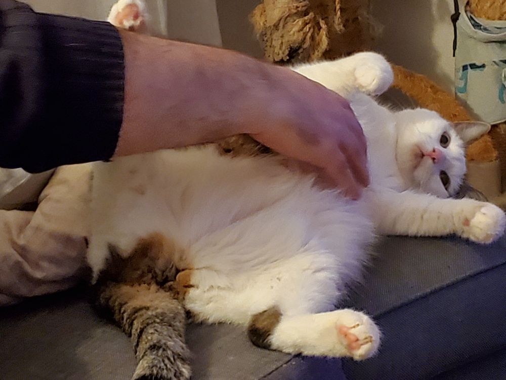 Grau weiße Katze liegt auf dem Rücken mit abgestreckten Beinen und kriegt den Bauch gekrault 