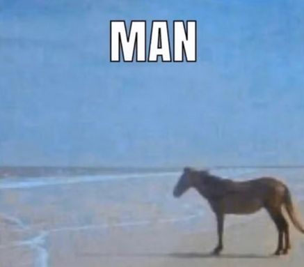 meme with horse on a beach with white impact text "MAN"