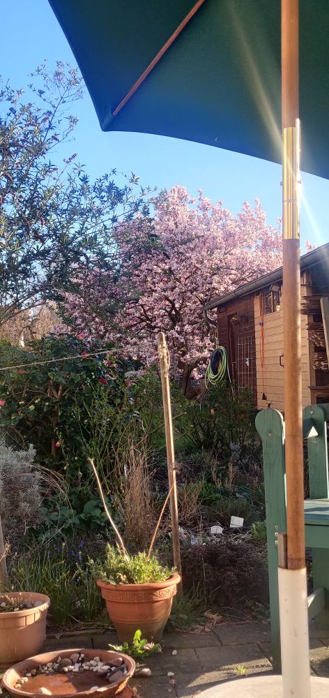 ein Blick in einen Garten. Im Vordergrund alte Blumentöpfe und niedrige Pflanzen. Im Hintergrund eine große Magnolie in voller Blüte. Die weißen Blüten zeichnen sich deutlich gegen den strahlend blauen Frühlingshimmel ab.