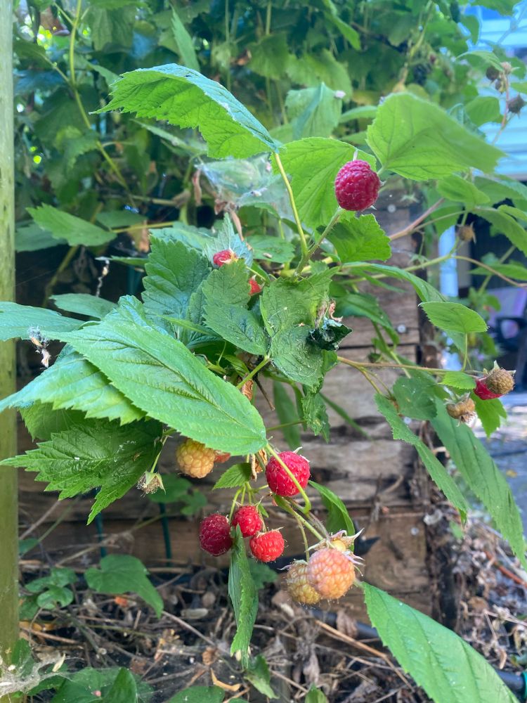 Photo of a raspberry bush in an old planter box, taken from a half meter away and with some ripe and unripe raspberries ready to be munched! 