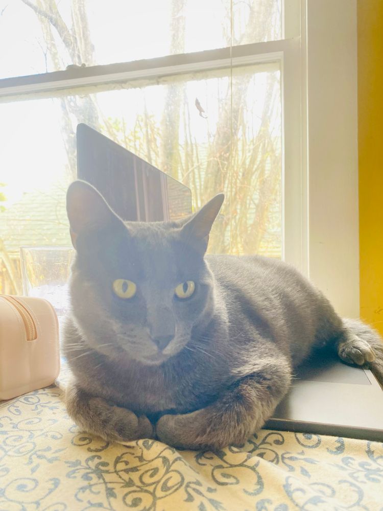 A grey teen cat with Greenish-Yellow eyes sprawled across an open MacBook on a table by a window. He has his paws tucked underneath his chest and is looking very comfortable. Foreground is the tablecloth with a blue and white floral motif. In the background the branches of a willow tree close by can be seen through a window but the focus of the photo is the cat on the laptop. 