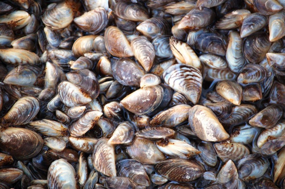 No Idaho quagga mussels detected yet in 2025 • Idaho Capital Sun